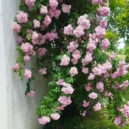 홈스테이 Casa Teresa Le Camelie Conselice