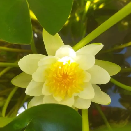 Casa Teresa Le Camelie 民宿 Conselice