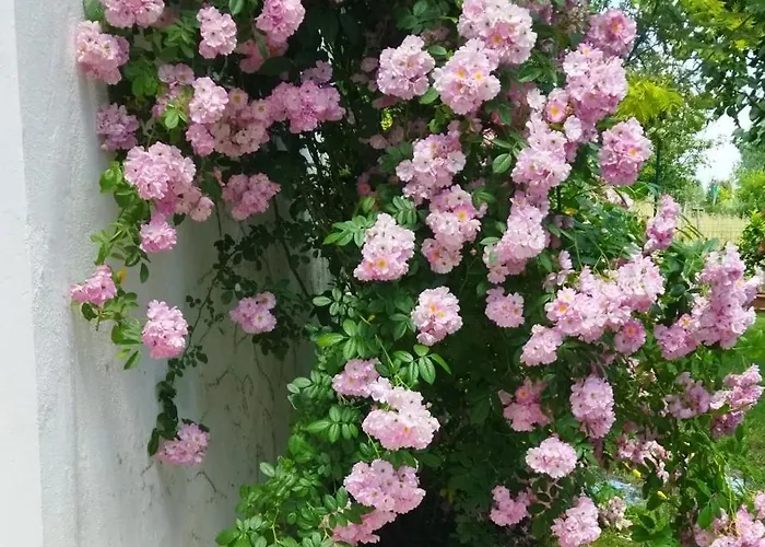 Habitación en casa particular Casa Teresa Le Camelie Conselice