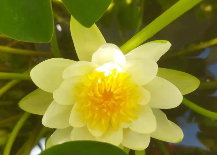 Casa Teresa Le Camelie Проживание в семье Conselice